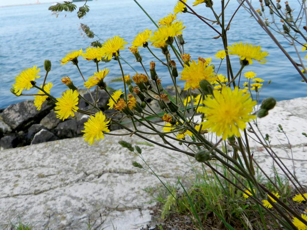 Crepis vesicaria
